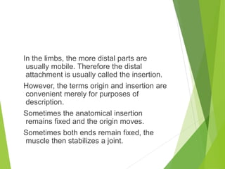 In the limbs, the more distal parts are
usually mobile. Therefore the distal
attachment is usually called the insertion.
However, the terms origin and insertion are
convenient merely for purposes of
description.
Sometimes the anatomical insertion
remains fixed and the origin moves.
Sometimes both ends remain fixed, the
muscle then stabilizes a joint.
 