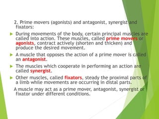 2. Prime movers (agonists) and antagonist, synergist and
fixators:
 During movements of the body, certain principal muscles are
called into action. These muscles, called prime movers or
agonists, contract actively (shorten and thicken) and
produce the desired movement.
 A muscle that opposes the action of a prime mover is called
an antagonist.
 The muscles which cooperate in performing an action are
called synergist.
 Other muscles, called fixators, steady the proximal parts of
a limb while movements are occurring in distal parts.
A muscle may act as a prime mover, antagonist, synergist or
fixator under different conditions.
 