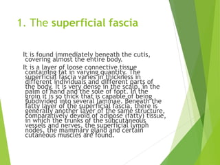 1. The superficial fascia
It is found immediately beneath the cutis,
covering almost the entire body.
It is a layer of loose connective tissue
containing fat in varying quantity. The
superficial fascia varies in thickness in
different individuals and different parts of
the body. It is very dense in the scalp, in the
palm of hand and the sole of foot. In the
groin it is so thick that is capable of being
subdivided into several laminae. Beneath the
fatty layer of the superficial fascia, there is
generally another layer of the same structure,
comparatively devoid of adipose (fatty) tissue,
in which the trunks of the subcutaneous
vessels and nerves, the superficial lymph
nodes, the mammary gland and certain
cutaneous muscles are found.
 