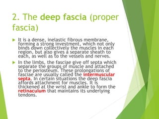 2. The deep fascia (proper
fascia)
 It is a dense, inelastic fibrous membrane,
forming a strong investment, which not only
binds down collectively the muscles in each
region, but also gives a separate sheath to
each, as well as to the vessels and nerves.
 In the limbs, the fasciae give off septa which
separate the groups of muscle and attached
to the periosteum. These prolongations of
fasciae are usually called the intermuscular
septa. In certain situations the deep fascia
affords attachment for muscles. It is
thickened at the wrist and ankle to form the
retinaculum that maintains its underlying
tendons.
 