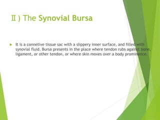 Ⅱ) The Synovial Bursa
 It is a connetive tissue sac with a slippery inner surface, and filled with
synovial fluid. Bursa presents in the place where tendon rubs against bone,
ligament, or other tendon, or where skin moves over a body prominence.
 