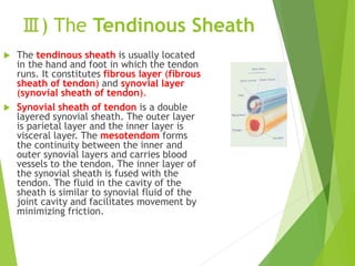 Ⅲ) The Tendinous Sheath
 The tendinous sheath is usually located
in the hand and foot in which the tendon
runs. It constitutes fibrous layer (fibrous
sheath of tendon) and synovial layer
(synovial sheath of tendon).
 Synovial sheath of tendon is a double
layered synovial sheath. The outer layer
is parietal layer and the inner layer is
visceral layer. The mesotendom forms
the continuity between the inner and
outer synovial layers and carries blood
vessels to the tendon. The inner layer of
the synovial sheath is fused with the
tendon. The fluid in the cavity of the
sheath is similar to synovial fluid of the
joint cavity and facilitates movement by
minimizing friction.
 