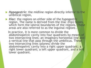  Hypogastric: the midline region directly inferior to the
umbilical region,
 Iliac: the regions on either side of the hypogastric
region. The name is derived from the iliac (hip) bones,
which form the lateral boundaries of the regions. These
areas are also referred to as the inguinal regions .
In practice, it is more common to divide the
abdominopelvic cavity into four quadrants by means of
two intersecting lines; an imaginary horizontal line and
a vertical line that pass through the umbilicus. These
two intersecting lines (planes) divide the
abdominopelvic cavity into a right upper quadrant; a
right lower quadrant; a left upper quadrant, and a left
lower quadrant.
 