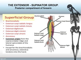 Myology and ostrology of upper limb | PPT