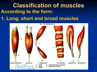 myology and muscles cell muscle in 1 and | PDF