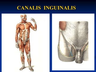 CANALIS INGUINALIS
 