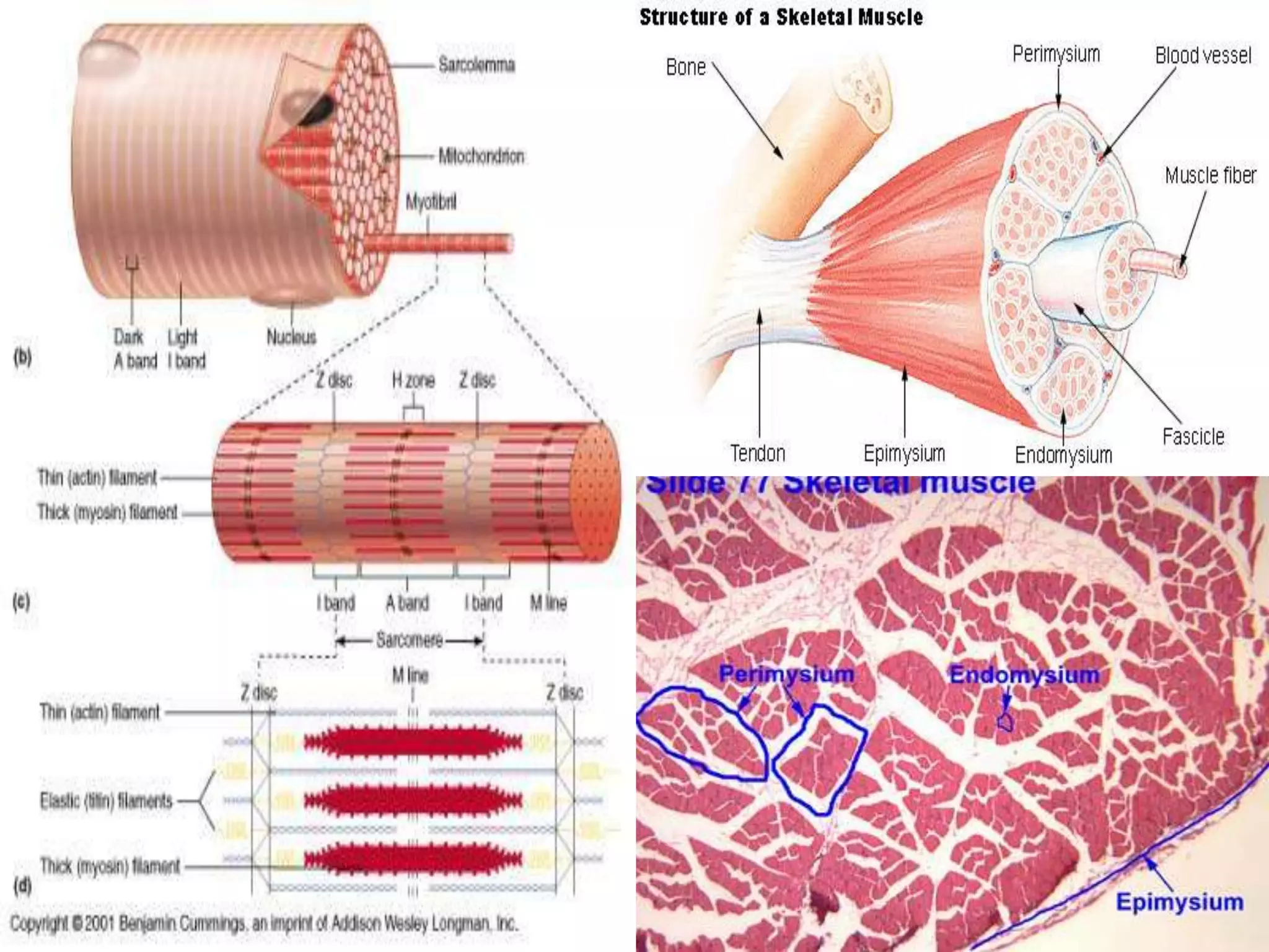 Basic muscle anatomy.physiology