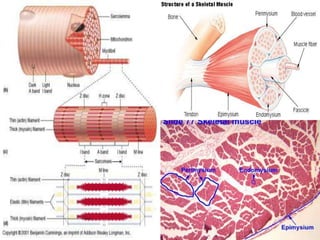 Basic muscle anatomy.physiology