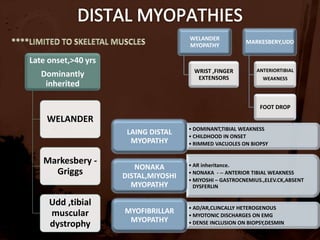 CD8 T cells,macrophages –invade and destroy MHC 1 muscle fibres(absent usually )