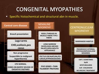 CD8/MHC 1 complex is characteristic of PM,IBM 