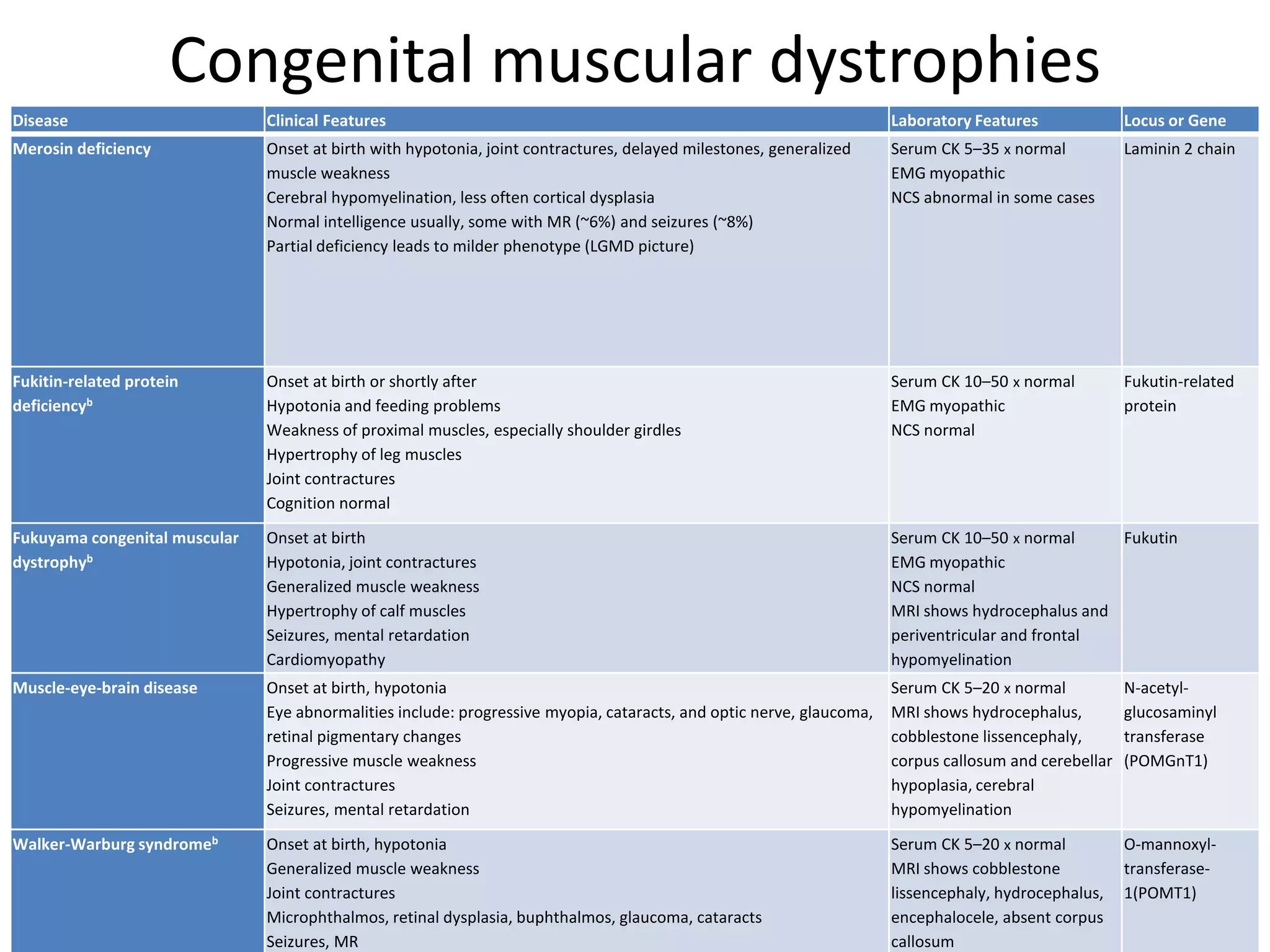 Congenital muscular dystrophies
Disease Clinical Features Laboratory Features Locus or Gene
Merosin deficiency Onset at birth with hypotonia, joint contractures, delayed milestones, generalized
muscle weakness
Cerebral hypomyelination, less often cortical dysplasia
Normal intelligence usually, some with MR (~6%) and seizures (~8%)
Partial deficiency leads to milder phenotype (LGMD picture)
Serum CK 5–35 x normal
EMG myopathic
NCS abnormal in some cases
Laminin 2 chain
Fukitin-related protein
deficiencyb
Onset at birth or shortly after
Hypotonia and feeding problems
Weakness of proximal muscles, especially shoulder girdles
Hypertrophy of leg muscles
Joint contractures
Cognition normal
Serum CK 10–50 x normal
EMG myopathic
NCS normal
Fukutin-related
protein
Fukuyama congenital muscular
dystrophyb
Onset at birth
Hypotonia, joint contractures
Generalized muscle weakness
Hypertrophy of calf muscles
Seizures, mental retardation
Cardiomyopathy
Serum CK 10–50 x normal
EMG myopathic
NCS normal
MRI shows hydrocephalus and
periventricular and frontal
hypomyelination
Fukutin
Muscle-eye-brain disease Onset at birth, hypotonia
Eye abnormalities include: progressive myopia, cataracts, and optic nerve, glaucoma,
retinal pigmentary changes
Progressive muscle weakness
Joint contractures
Seizures, mental retardation
Serum CK 5–20 x normal
MRI shows hydrocephalus,
cobblestone lissencephaly,
corpus callosum and cerebellar
hypoplasia, cerebral
hypomyelination
N-acetyl-
glucosaminyl
transferase
(POMGnT1)
Walker-Warburg syndromeb Onset at birth, hypotonia
Generalized muscle weakness
Joint contractures
Microphthalmos, retinal dysplasia, buphthalmos, glaucoma, cataracts
Seizures, MR
Serum CK 5–20 x normal
MRI shows cobblestone
lissencephaly, hydrocephalus,
encephalocele, absent corpus
callosum
O-mannoxyl-
transferase-
1(POMT1)
 