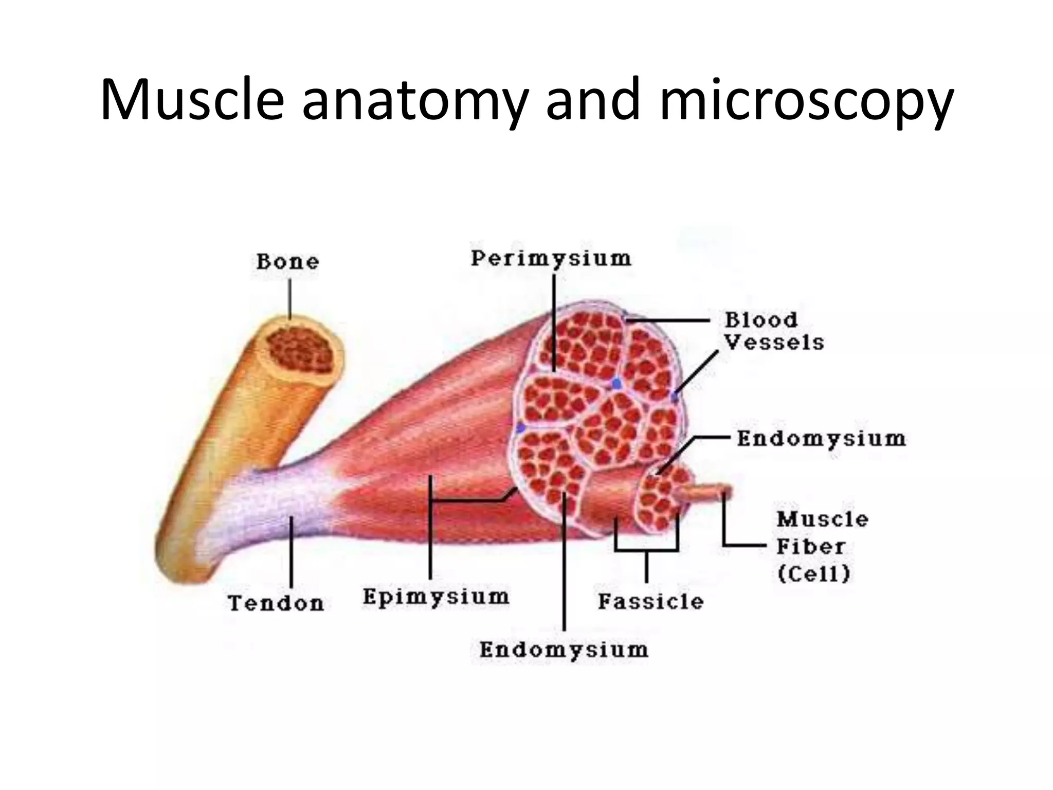 Muscle anatomy and microscopy
 