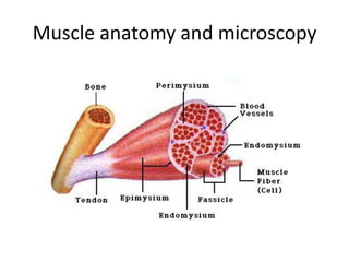 Muscle anatomy and microscopy
 