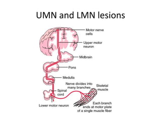 UMN and LMN lesions
 