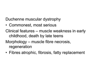 Duchenne muscular dystrophy
• Commonest, most serious
Clinical features – muscle weakness in early
childhood, death by late teens
Morphology – muscle fibre necrosis,
regeneration
• Fibres atrophic, fibrosis, fatty replacement

 