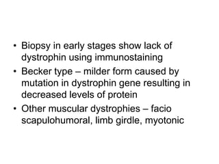 • Biopsy in early stages show lack of
dystrophin using immunostaining
• Becker type – milder form caused by
mutation in dystrophin gene resulting in
decreased levels of protein
• Other muscular dystrophies – facio
scapulohumoral, limb girdle, myotonic

 