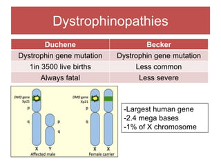 Dystrophinopathies
Duchene Becker
Dystrophin gene mutation Dystrophin gene mutation
1in 3500 live births Less common
Always fatal Less severe
-Largest human gene
-2.4 mega bases
-1% of X chromosome
 