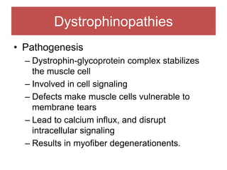 Dystrophinopathies
• Pathogenesis
– Dystrophin-glycoprotein complex stabilizes
the muscle cell
– Involved in cell signaling
– Defects make muscle cells vulnerable to
membrane tears
– Lead to calcium influx, and disrupt
intracellular signaling
– Results in myofiber degenerationents.
 