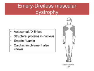 Emery-Dreifuss muscular
dystrophy
• Autosomal / X linked
• Structural proteins in nucleus
• Emerin / Lamin
• Cardiac involvement also
known
 