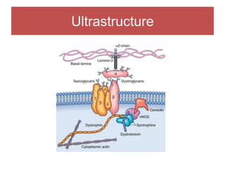 Ultrastructure
 