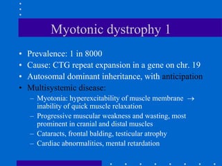 Myotonic dystrophy 1
• Prevalence: 1 in 8000
• Cause: CTG repeat expansion in a gene on chr. 19
• Autosomal dominant inheritance, with anticipation
• Multisystemic disease:
– Myotonia: hyperexcitability of muscle membrane 
inability of quick muscle relaxation
– Progressive muscular weakness and wasting, most
prominent in cranial and distal muscles
– Cataracts, frontal balding, testicular atrophy
– Cardiac abnormalities, mental retardation
 