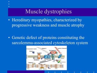 Muscle dystrophies
• Hereditary myopathies, characterized by
progressive weakness and muscle atrophy
• Genetic defect of proteins constituting the
sarcolemma-associated cytoskeleton system
 