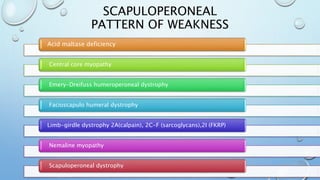 SCAPULOPERONEAL
PATTERN OF WEAKNESS
Acid maltase deficiency
Central core myopathy
Emery-Dreifuss humeroperoneal dystrophy
Facioscapulo humeral dystrophy
Limb-girdle dystrophy 2A(calpain), 2C-F (sarcoglycans),2I (FKRP)
Nemaline myopathy
Scapuloperoneal dystrophy
 