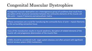 Congenital Muscular Dystrophies
•Congenital muscular dystrophies are a heterogeneous group of conditions that result from
disruption of the structural connection between the contractile elements of the muscle cell
(the actin – myosin fi laments) and extracellular matrix.
•These connections are crucial for transducing the contractile force of actin – myosin filaments
to the surrounding connective tissue.
•Loss of this transduction results in muscle weakness, disruption of related elements of the
muscle cell, and progressive deterioration of the muscle fiber.
•CMDs should be considered multi- organ system diseases and often present with significant
central nervous system (CNS) involvement.
 