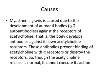 Causes
• Myasthenia gravis is caused due to the
development of autoanti bodies (IgG
autoantibodies) against the receptors of
acetylcholine. That is, the body develops
antibodies against its own acetylcholine
receptors. These antibodies prevent binding of
acetylcholine with it receptors or destroy the
receptors. So, though the acetylcholine
release is normal, it cannot execute its action.
 