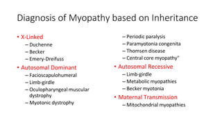 Diagnosis of Myopathy based on Inheritance
• X-Linked
– Duchenne
– Becker
– Emery-Dreifuss
• Autosomal Dominant
– Facioscapulohumeral
– Limb-girdle
– Oculopharyngeal muscular
dystrophy
– Myotonic dystrophy
– Periodic paralysis
– Paramyotonia congenita
– Thomsen disease
– Central core myopathy"
• Autosomal Recessive
– Limb-girdle
– Metabolic myopathies
– Becker myotonia
• Maternal Transmission
– Mitochondrial myopathies
 