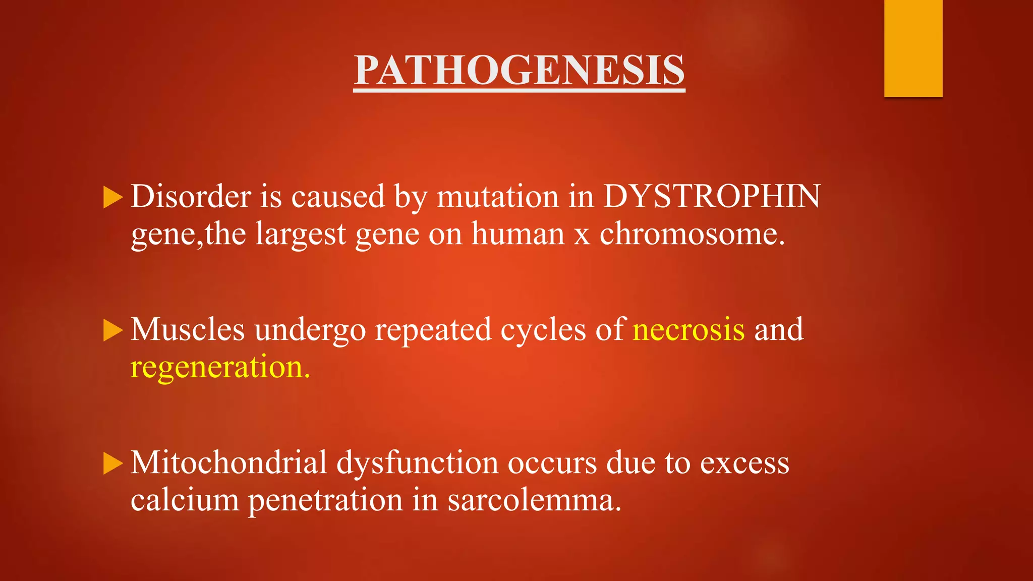 PATHOGENESIS
 Disorder is caused by mutation in DYSTROPHIN
gene,the largest gene on human x chromosome.
 Muscles undergo repeated cycles of necrosis and
regeneration.
 Mitochondrial dysfunction occurs due to excess
calcium penetration in sarcolemma.
 