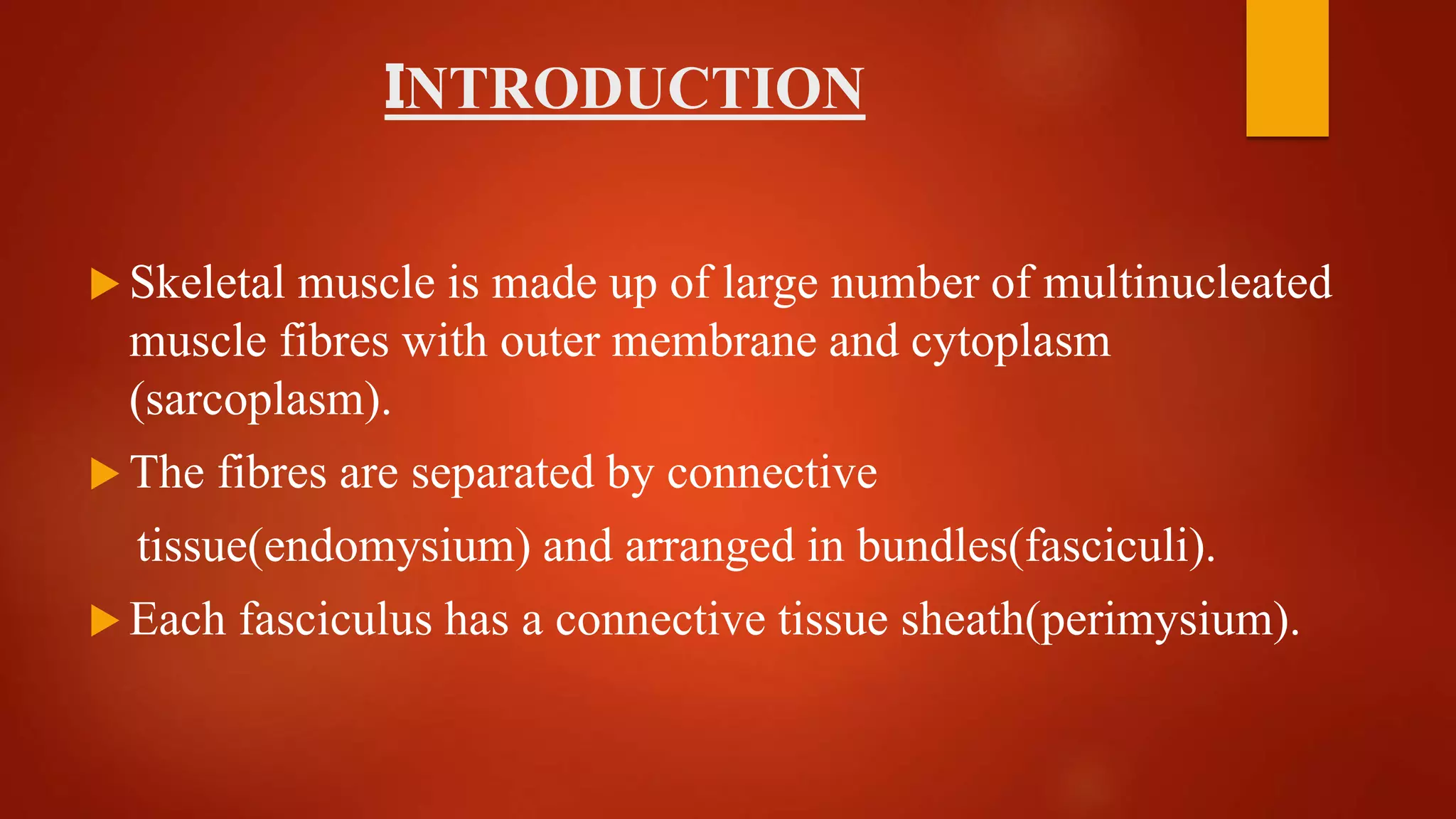 INTRODUCTION
 Skeletal muscle is made up of large number of multinucleated
muscle fibres with outer membrane and cytoplasm
(sarcoplasm).
 The fibres are separated by connective
tissue(endomysium) and arranged in bundles(fasciculi).
 Each fasciculus has a connective tissue sheath(perimysium).
 