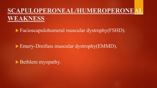 SCAPULOPERONEAL/HUMEROPERONEAL
WEAKNESS
 Facioscapulohumeral muscular dystrophy(FSHD).
 Emery-Dreifuss muscular dystrophy(EMMD).
 Bethlem myopathy.
 