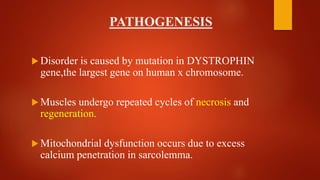 PATHOGENESIS
 Disorder is caused by mutation in DYSTROPHIN
gene,the largest gene on human x chromosome.
 Muscles undergo repeated cycles of necrosis and
regeneration.
 Mitochondrial dysfunction occurs due to excess
calcium penetration in sarcolemma.
 