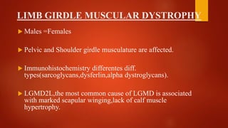 LIMB GIRDLE MUSCULAR DYSTROPHY
 Males =Females
 Pelvic and Shoulder girdle musculature are affected.
 Immunohistochemistry differentes diff.
types(sarcoglycans,dysferlin,alpha dystroglycans).
 LGMD2L,the most common cause of LGMD is associated
with marked scapular winging,lack of calf muscle
hypertrophy.
 