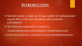 INTRODUCTION
 Skeletal muscle is made up of large number of multinucleated
muscle fibres with outer membrane and cytoplasm
(sarcoplasm).
 The fibres are separated by connective
tissue(endomysium) and arranged in bundles(fasciculi).
 Each fasciculus has a connective tissue sheath(perimysium).
 