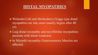 DISTAL MYOPATHIES
 Welander,Udd and Merkesbery-Griggs type distal
myopathies are late onset usually begins after 40
yrs.
 Laig distal myopathy and myofibrillar myopathies
presents with diatal weakness.
 In Miyoshi myopathy Gastrocnemius Muscles are
affected.
 