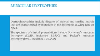 MUSCULAR DYSTROPHIES
Dystrophinopathies include diseases of skeletal and cardiac muscle
that are characterized by mutations in the dystrophin (DMD) gene on
Xp21.
The spectrum of clinical presentations include Duchenne’s muscular
dystrophy (DMD, incidence 1:3500) and Becker’s muscular
dystrophy (BMD, incidence 1:35,000).
 