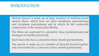 INTRODUCTION
 Skeletal muscle is made up of large numbers of multinucleated
muscle fibres, which have an outer membrane (sarcolemma)
and cytoplasm (sarcoplasm) and in which lie the contractile
components of the muscle (myofibrils).
 The fibres are separated by connective tissue (endomysium) and
arranged in bundles (fasciculi).
 Each fasciculus has a connective tissue sheath (perimysium).
 The muscle is made up of a number of fasciculi bound together
and surrounded by a connective tissue sheath (epimysium).

 
