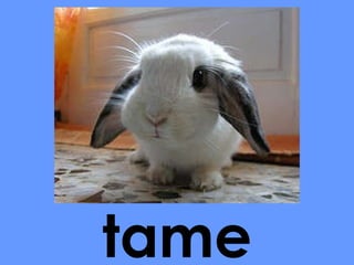 tame 