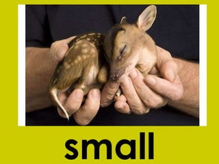 small 