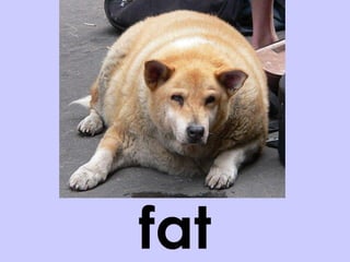 fat 