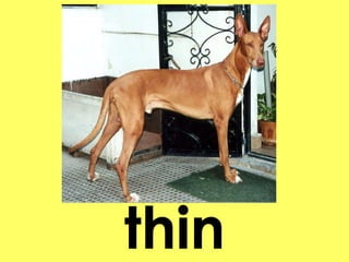 thin 