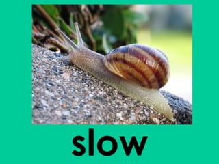 slow 