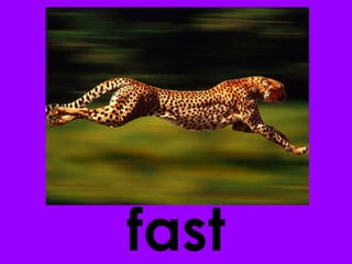 fast 