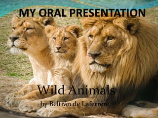 Wild Animals
by Beltrán de Laferrère
 