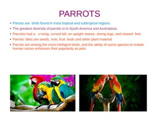 PARROTS
● Parrots are birds found in most tropical and subtropical regions.
● The greatest diversity of parrots is in South America and Australasia.
● Parrotss had a s trong, curved bill, an upright stance, strong legs, and clawed feet.
● Parrots' diets are seeds, nuts, fruit, buds and other plant material
● Parrots are among the most intelligent birds, and the ability of some species to imitate
human voices enhances their popularity as pets.
 