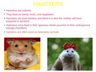 HAMSTERS
● Hamsters are rodents.
● They feed on seeds, fruits, and vegetation
● Hamsters are born hairless and blind in a nest the mother will have
prepared in advance.
● Hamsters carry food in their spacious cheek pouches to their underground
storage chambers.
● hamsters are often used as laboratory animals.
 