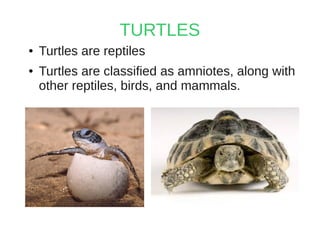 TURTLES
● Turtles are reptiles
● Turtles are classified as amniotes, along with
other reptiles, birds, and mammals.
 