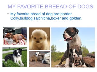 MY FAVORITE BREEAD OF DOGS
● My favorite bread of dog are:border
Colly,bulldog,salchicha,boxer and golden.
 